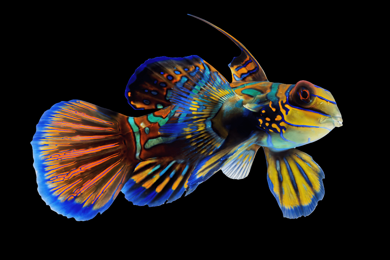 A Mandarin Dragonette - Synchiropus Splendidus, displaying intricate patterns of blue, orange, and green scales and fins, glides gracefully above live rock, creating a striking contrast against the black background.