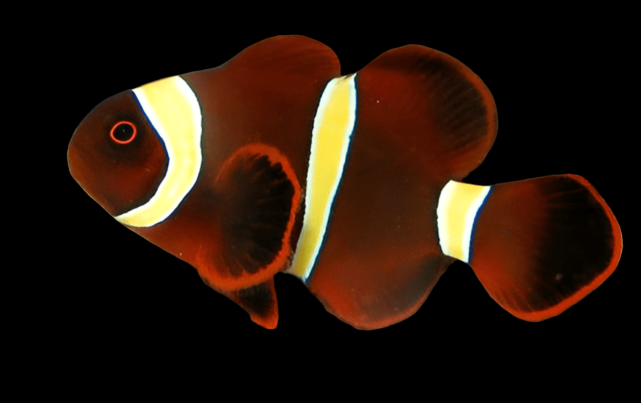 The Maroon Clownfish - Goldstripe (Premnas Biaculeatus), commonly found in reef aquariums, showcases vibrant reddish-orange and white stripes complemented by darkened fins set against a simple black backdrop. The striking black edges along its contours enhance the vivid colors characteristic of this species.