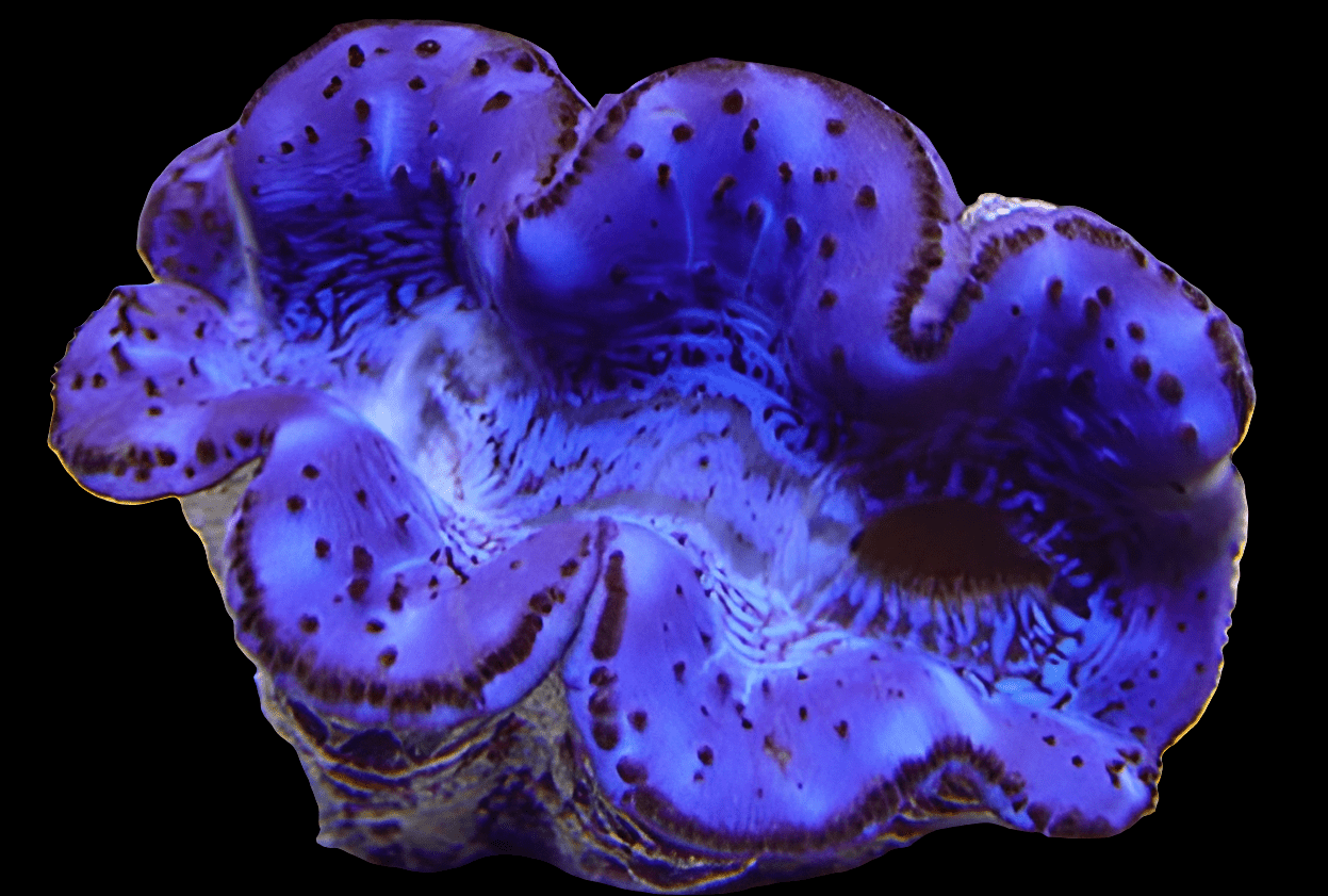 Close-up of a vibrant Maxima Clam - Tridacna Maxima - Blue, highlighting its wavy ridges and dark spots. The interior of the clam reveals delicate, intricate patterns that resemble a mix of organic textures. The deep, rich blue hue stands out against the dark background.