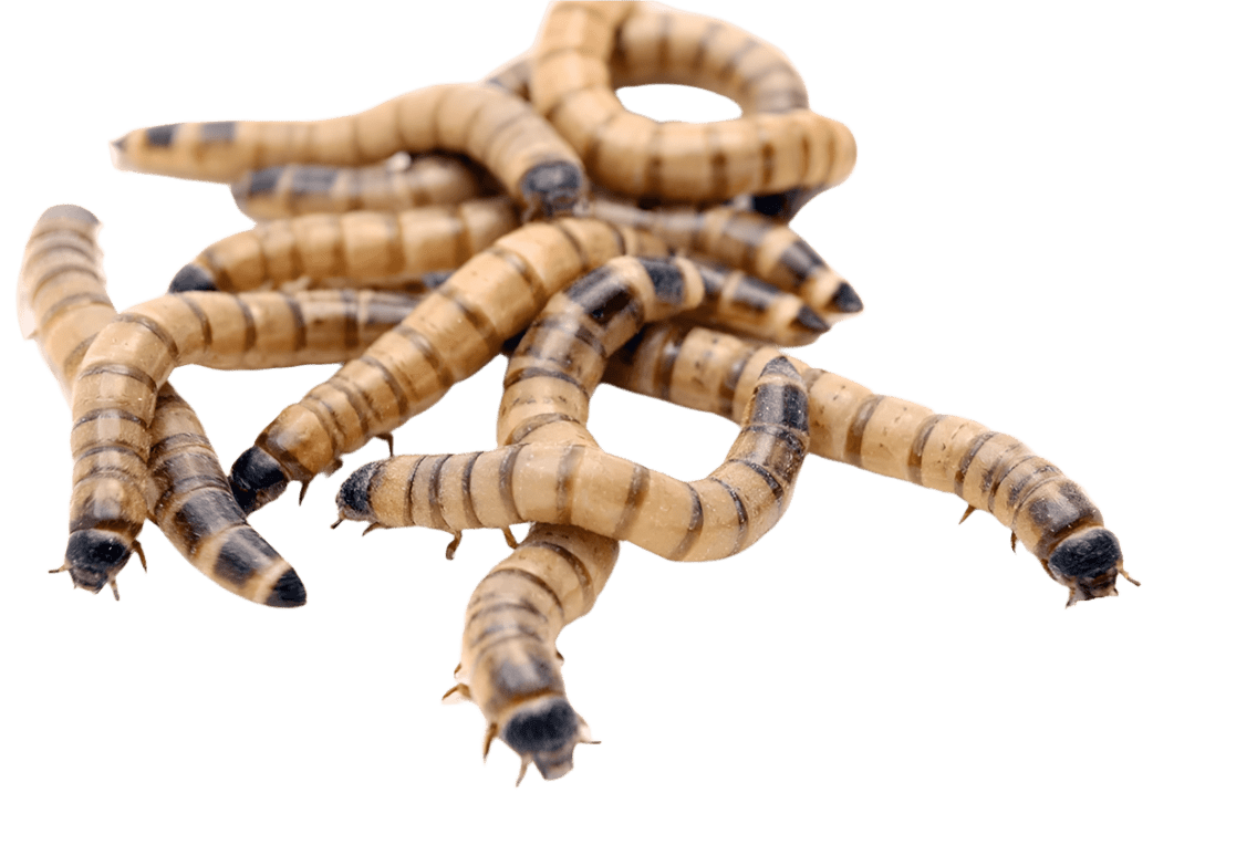 A close-up image featuring several 'Mealworms - 50 Giant' with striped bodies and dark heads, crawling in different directions against a white background.