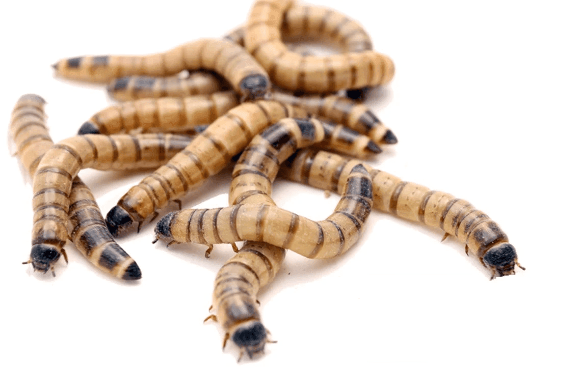 A group of Mealworms - 50 MED, featuring beige bodies with dark stripes, is scattered on a plain white background. They are curled and seem to be alive.