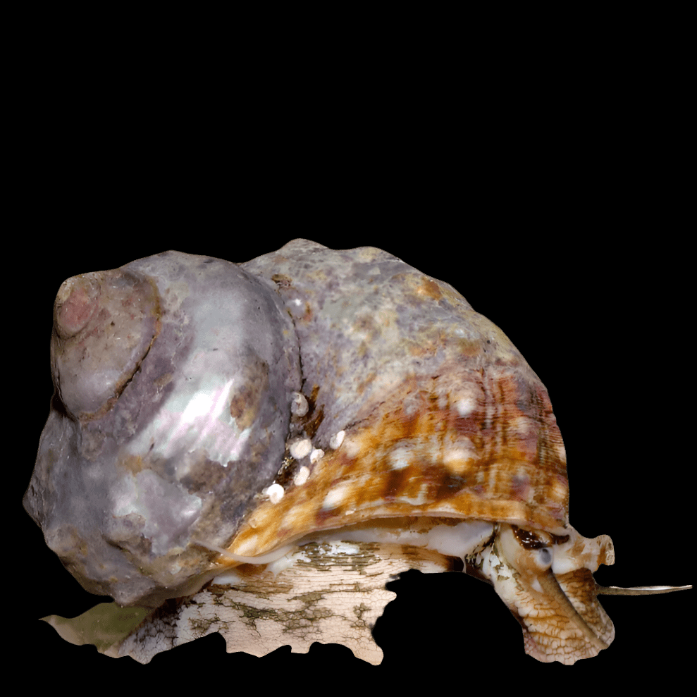 A close-up of a Mexican Turbo Snail - Turbo fluctuosa showcases its textured, spiral shell in shades of purple, orange, and brown. The herbivore’s pale, fleshy body extends from the shell against a black background.