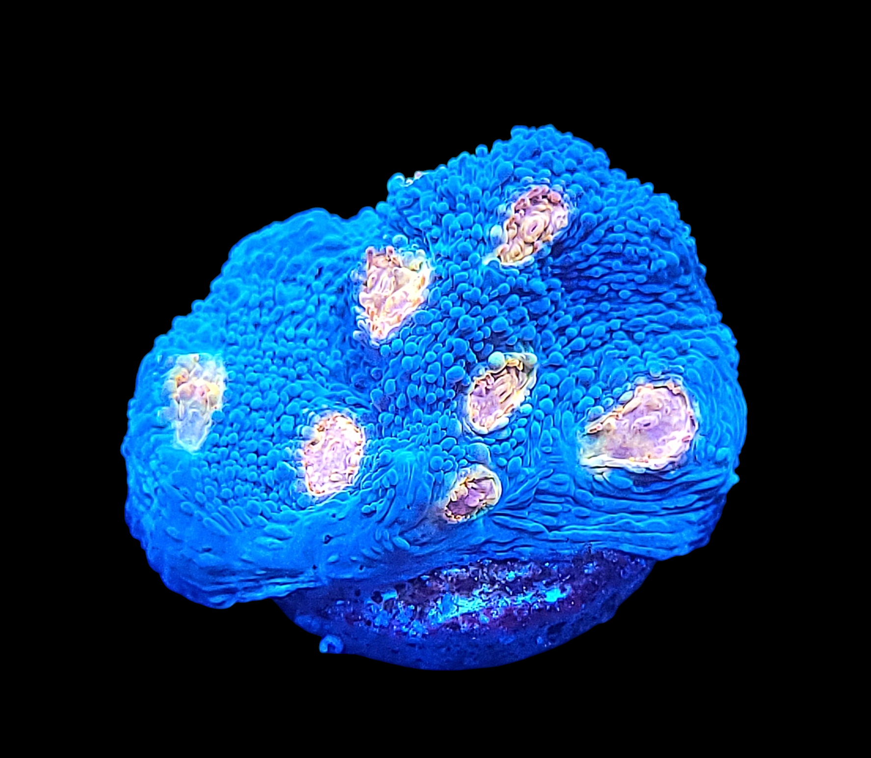 Close-up of the Miami Hurricane Chalice - WYSIWYG showcases vibrant blue coral with glowing pink polyps against a black background, resembling an intricate underwater landscape.