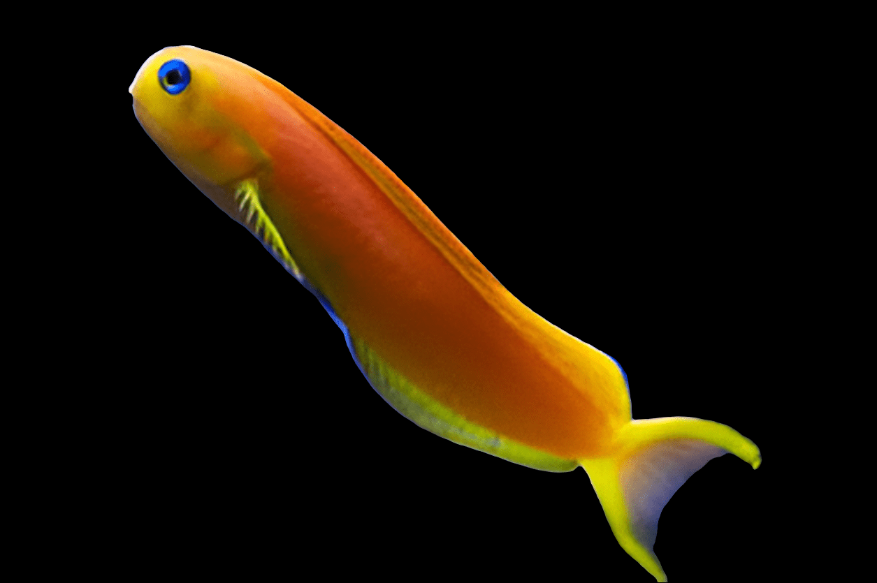 The Midas Blenny - Excenius Midas showcases a vibrant display of colorful fish on a black background, highlighting an energetic blend of orange and yellow with subtle touches of blue around its fins and eyes.