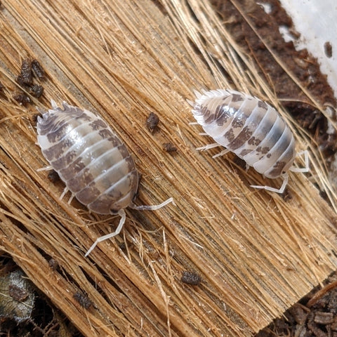 A pair of Milkback Isopods from a Porcellio Laevis mini colony are seen on a textured wooden surface. These isopods have segmented gray and white bodies with multiple legs and are surrounded by debris.