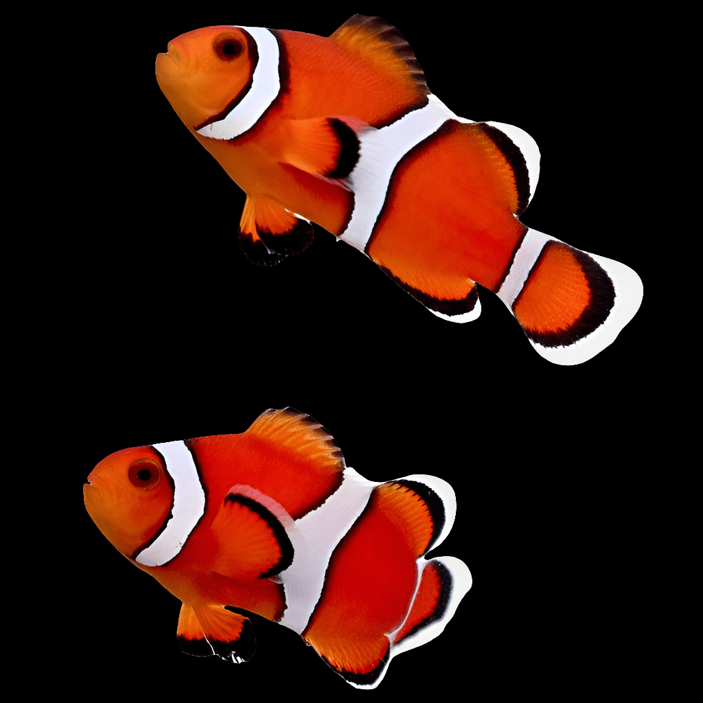 Two Mini Ocelleris Clown Fish - Amphiprion ocellaris with vibrant orange, white, and black striped patterns swim against a black background, showcasing their typical appearance.