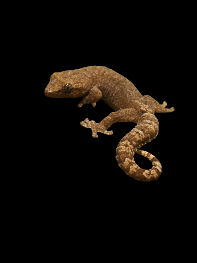 A Mourning Gecko (Lepidodactylus lugubris) with a detailed skin texture and curled tail is perched against a black background.