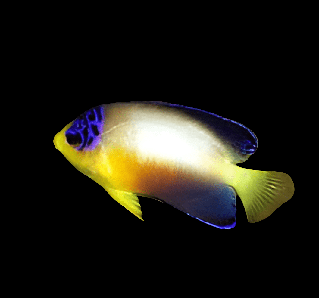 A Multicolor Angel - Dwarf - Centropyge Multicolor swims against a black background, featuring a captivating blend of fluorescent blue near its head and fins, transitioning into vibrant yellow across its body and tail.