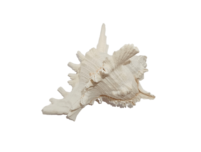 A Murex Ramosus 6" seashell with light coloring and spiky ridged protrusions sits on a white background, showcasing its intricate texture and unique shape.