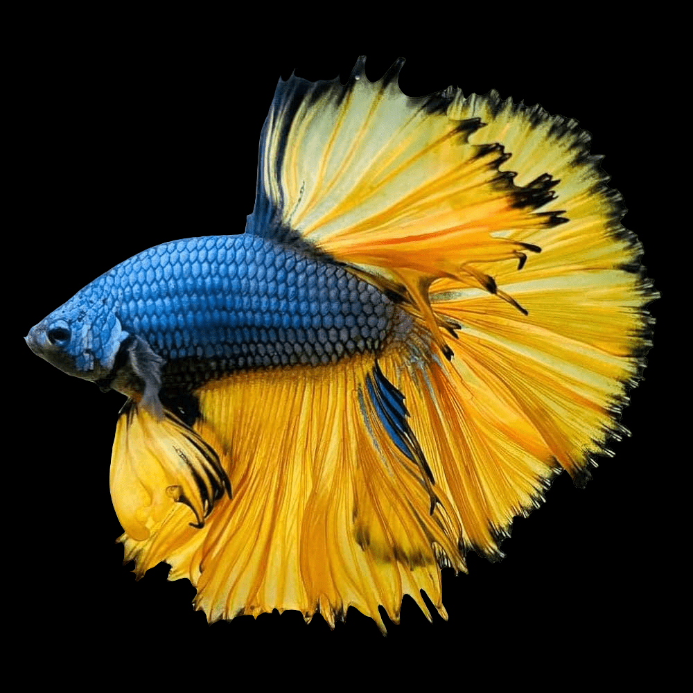 A Mustard Gas Betta, displaying a vivid blue body and a flowing yellow tail, swims gracefully against a black background.