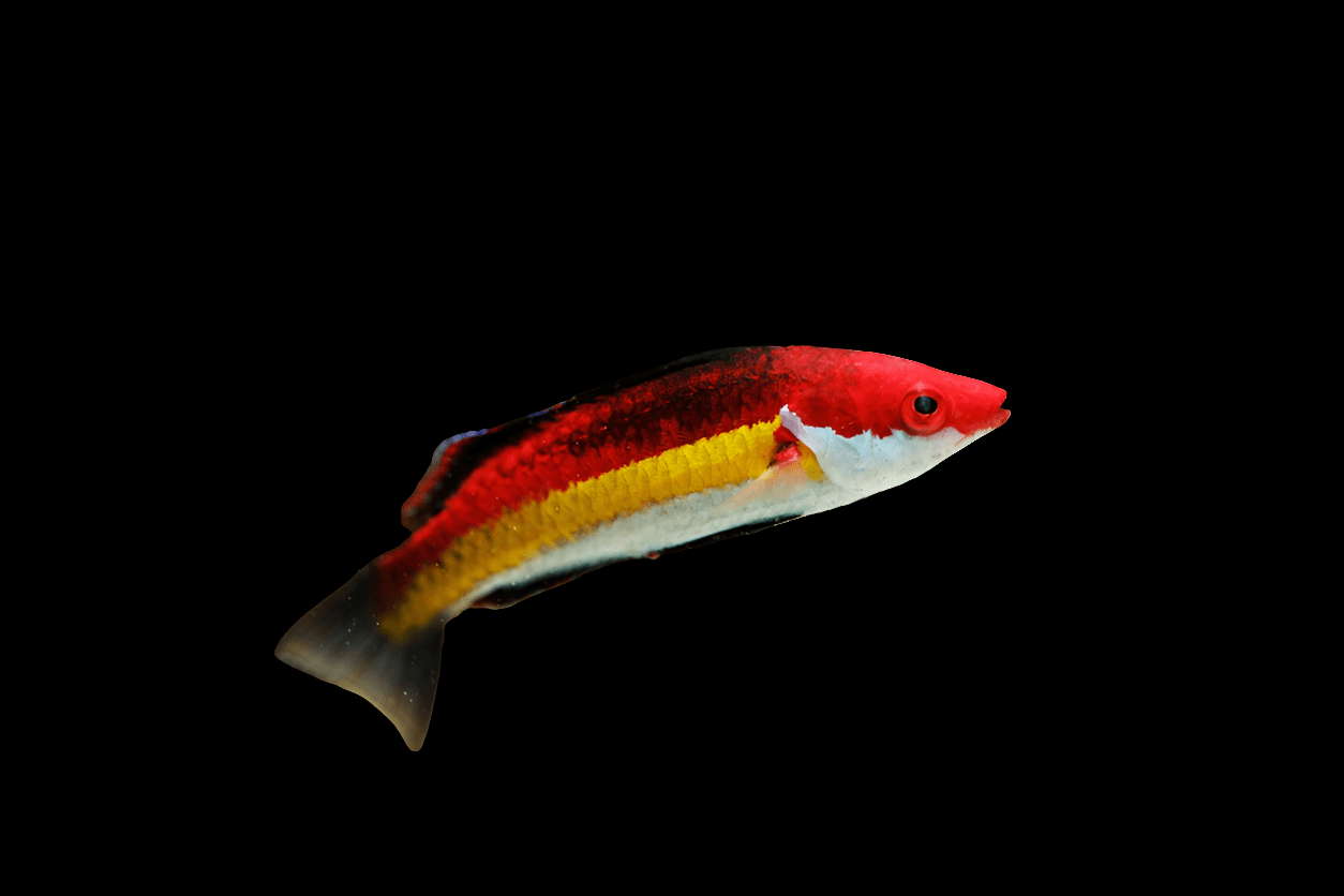 Naoko's Fairy Wrasse - Male (Cirrhilabrus Naokoae) displays a vibrantly colored body with bright red, yellow, and white stripes against a black background. Its tail is dark, highlighting the fish's sleek appearance through the contrasting colors.