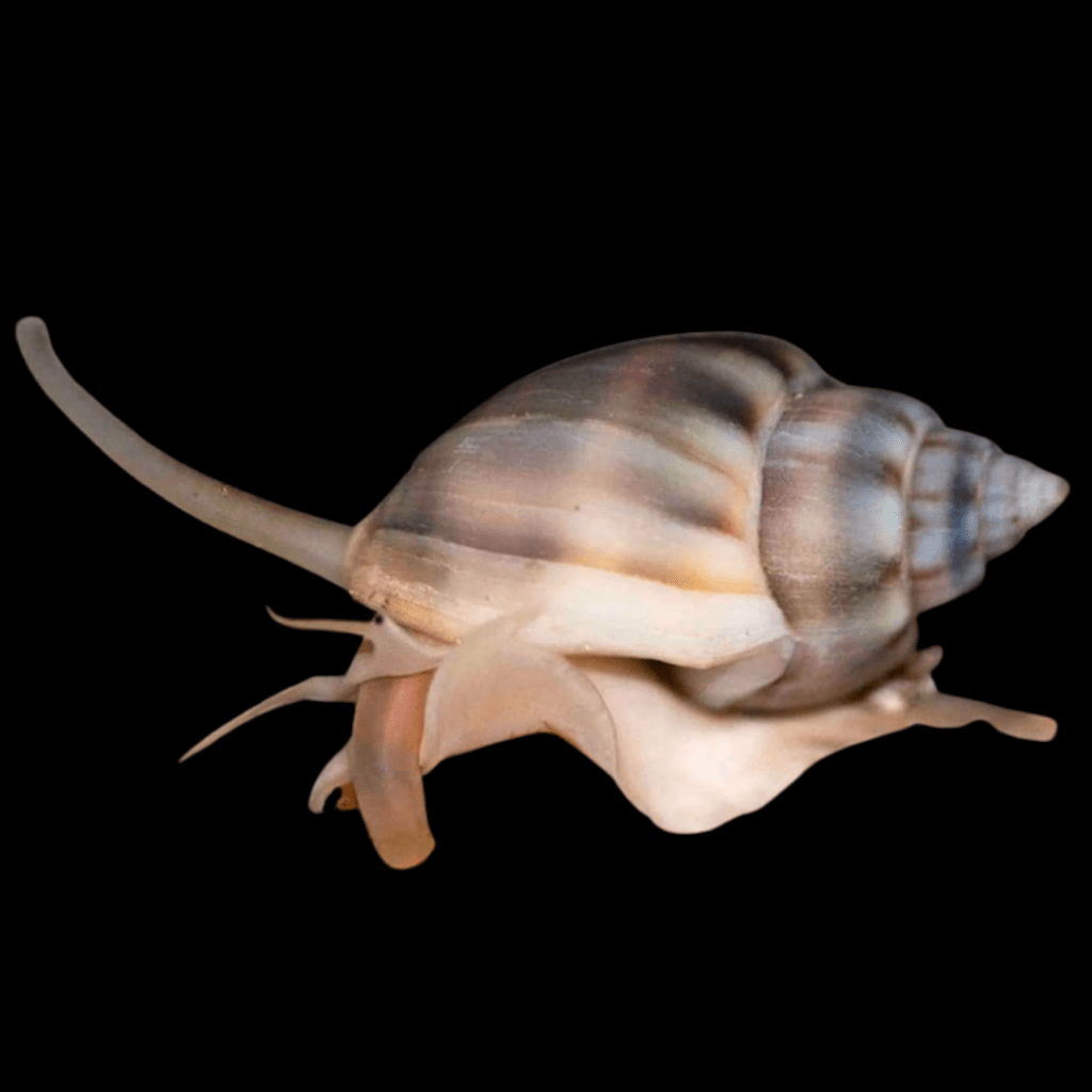 A close-up of a Nassarius Snail - Nassarius sp., featuring its spiraled shell against a black backdrop. The snail's soft body extends outward, displaying two long tentacles and highlighting the detailed textures and subtle color variations of its shell, perfectly suited as an ideal scavenger for any reef aquarium.