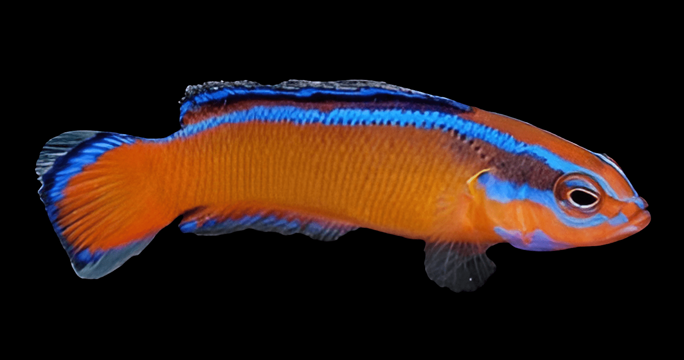 This eye-catching fish, recognized as the Neon Dottyback and scientifically named Pseudochromis Aldabraensis, displays an orange body highlighted by vibrant blue stripes near its eyes and along the top, with black-tipped fins set against a rich black backdrop.