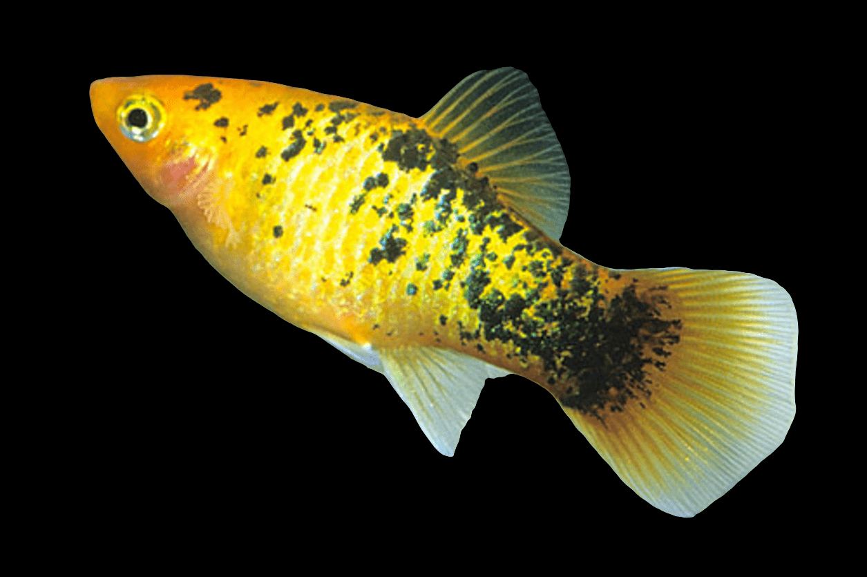 A Neon Gold Platy - Xiphophorus Maculatus, exhibiting a vibrant orange hue with black speckles, set against a black background. The fish features a streamlined body complemented by semi-transparent, fan-shaped fins.