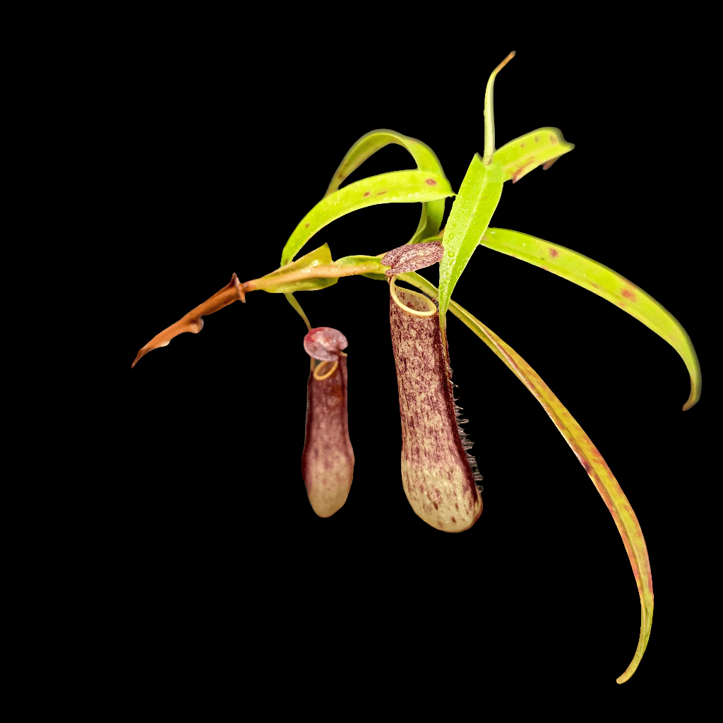 A detailed view of the Nepenthes Gracilis highlights its long green leaves and pair of reddish-brown hanging pitchers set against a black background.