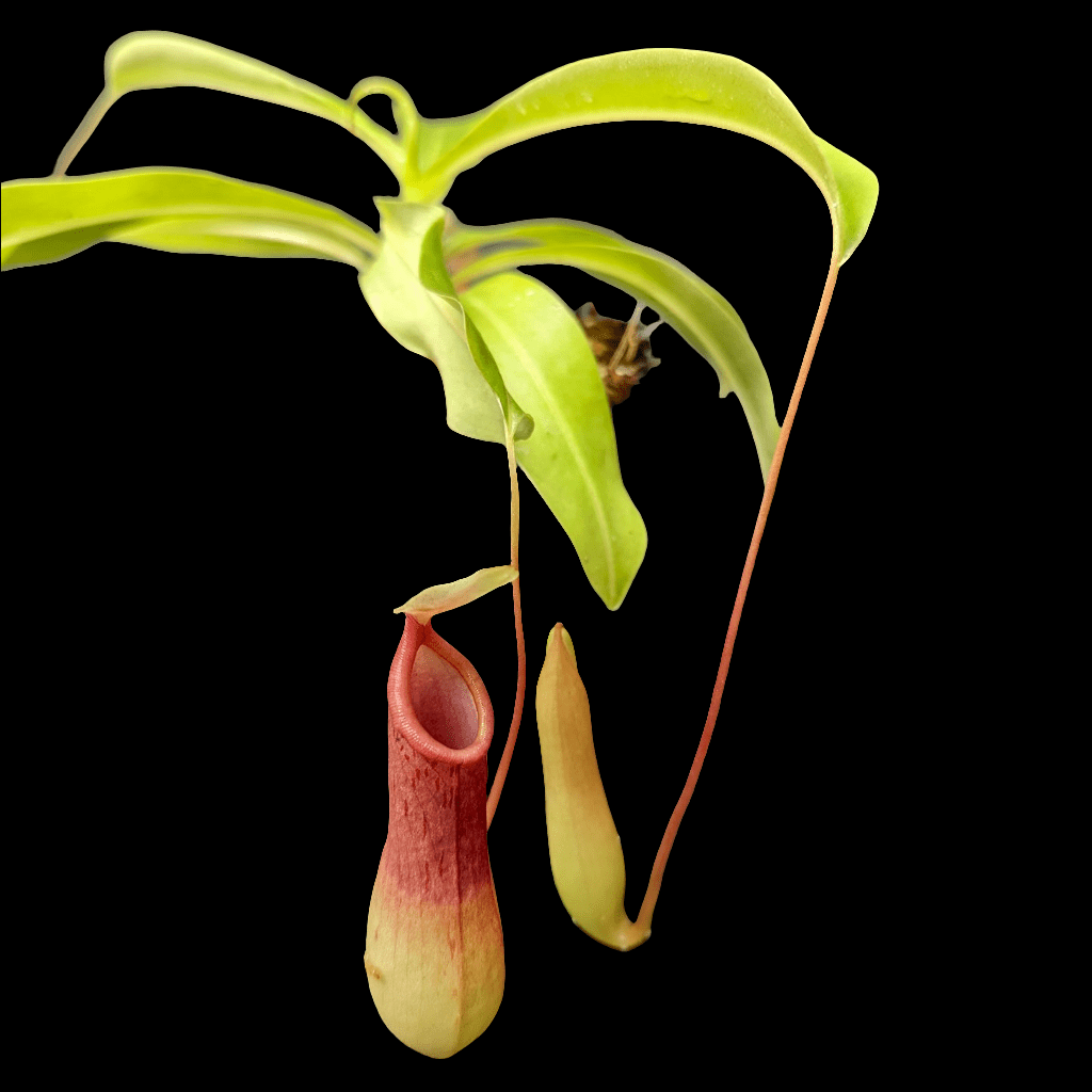 Introducing the Nepenthes ventrata, a captivating tropical pitcher plant with tubular red and green pitchers dangling gracefully from slender stems. Its long, curved green leaves boast a smooth surface, strikingly set against a black background—truly a marvel among carnivorous plants.