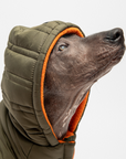 Noah Dog Jacket - Cypress