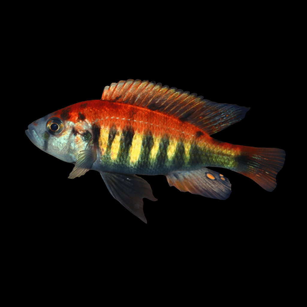 The Nyererei Cichlid, also known as the Haplochromis Nyererei, is a colorful fish adorned with vibrant orange, red, and yellow stripes against its black background. It features pointed fins and dark vertical bands that enhance its vivid appearance.