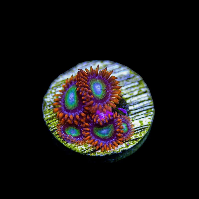 Close-up of vibrant OG Circus Zoanthids against a black background. The zoanthids feature bright orange tentacles with purple and green centers, creating a striking contrast with their circular green base.