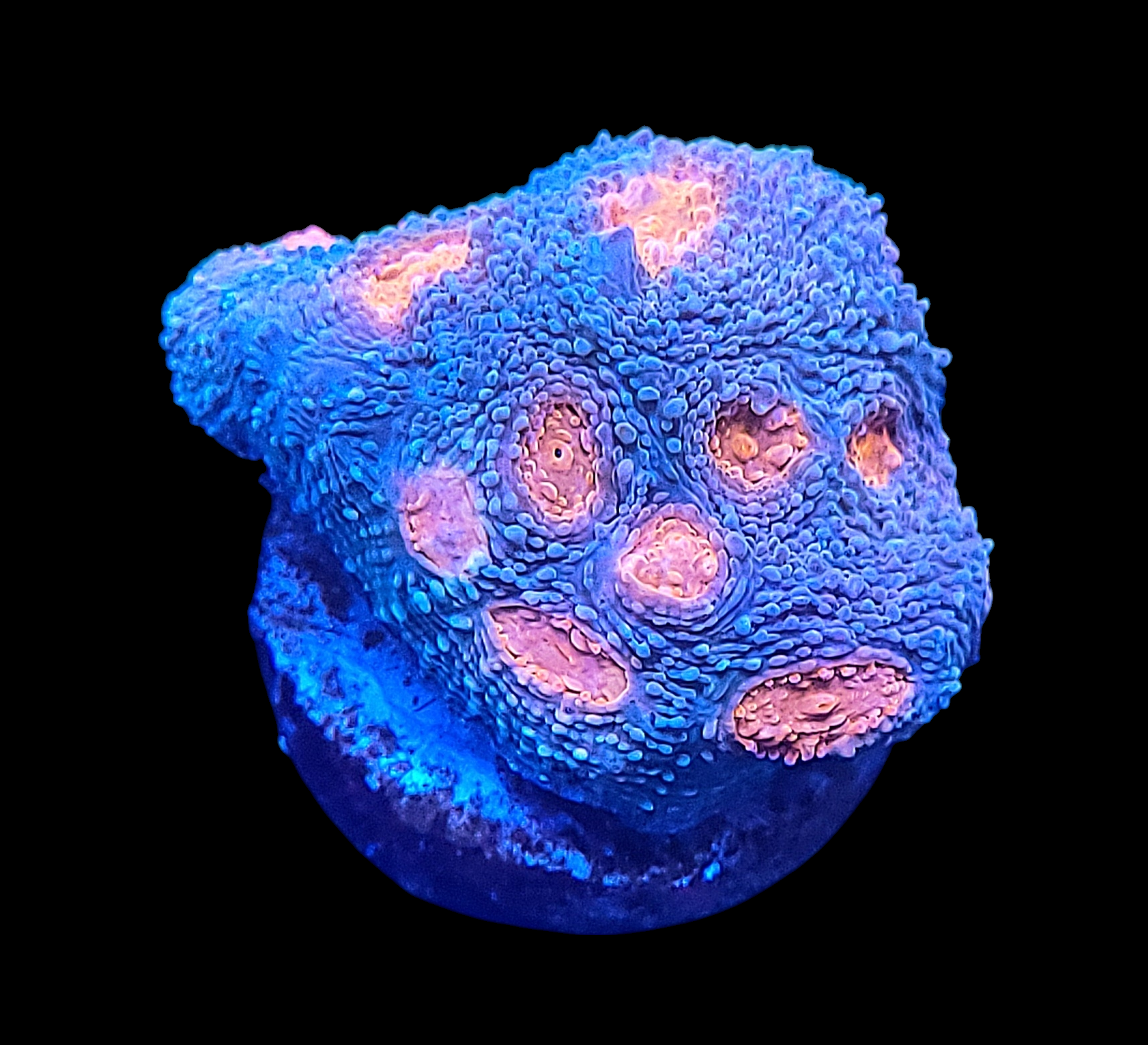 A close-up of the OG Mummy Eye Chalice - WYSIWYG coral reveals vivid blue hues with orange, textured polyps on a black background, highlighting its bumpy surface and intricate patterns.