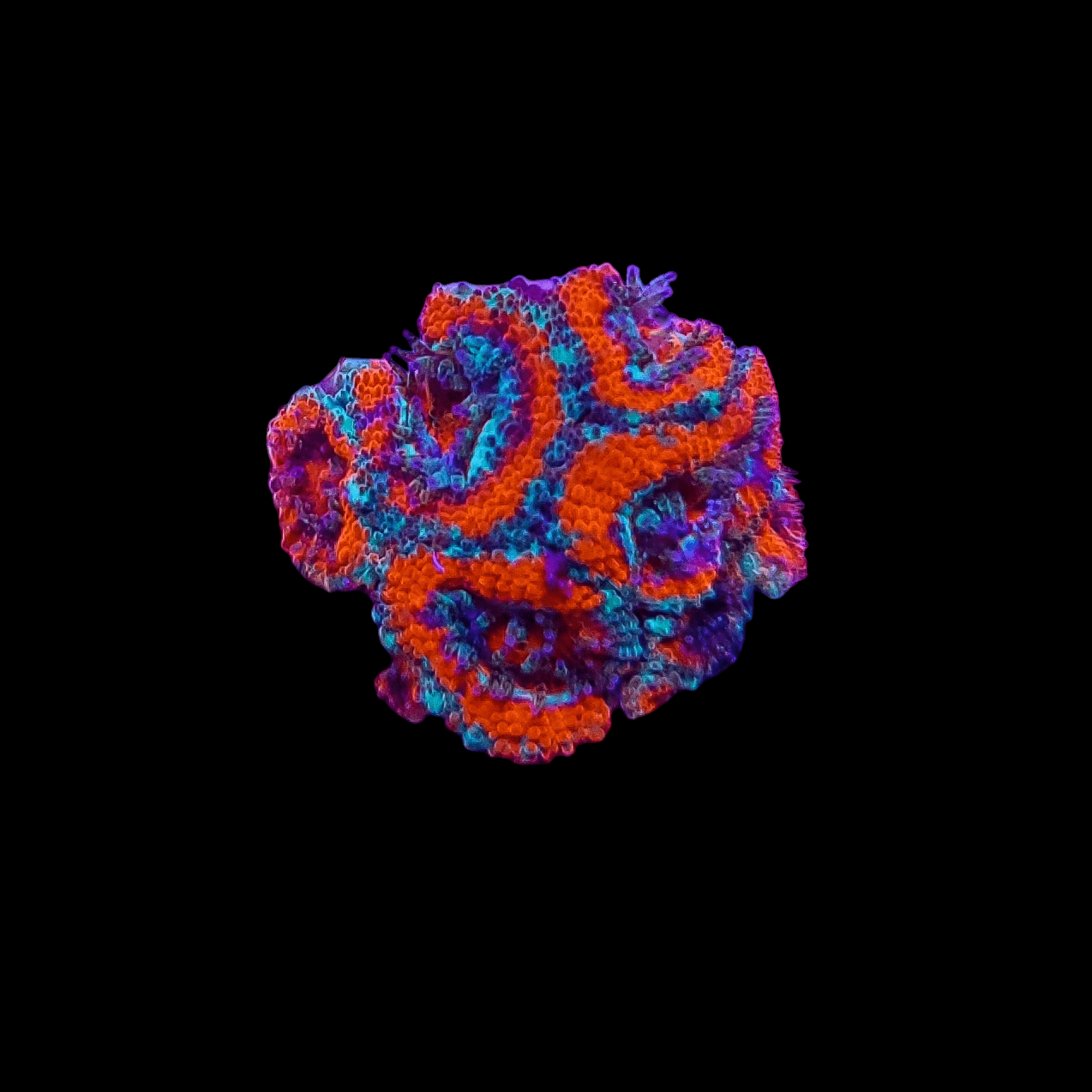 Close-up of the OG UFO Micromussa against a black background. This coral showcases intricate patterns in bright orange, electric blue, and purple hues, emphasizing its textured, maze-like surface.