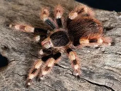 Nhandu Coloratovillosus - Brazilian Black and White Tarantula