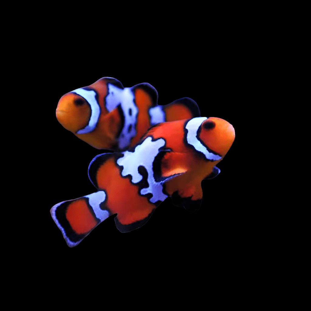 Two ORA Black Ice Clownfish with striking bright orange bodies and distinctive white stripes swim against a dark background, their vivid colors and patterns standing out prominently.