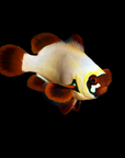 ORA Gold Nugget Maroon Clownfish - Premnas biaculeatus