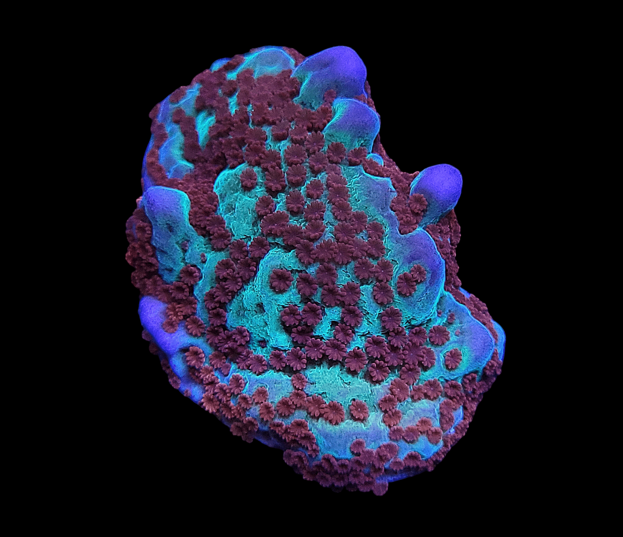 Close-up of an ORA Jedi Mind Trick coral against a black background, showcasing its vibrant blue and purple hues with textured, bumpy surfaces and intricate floral-like patterns.