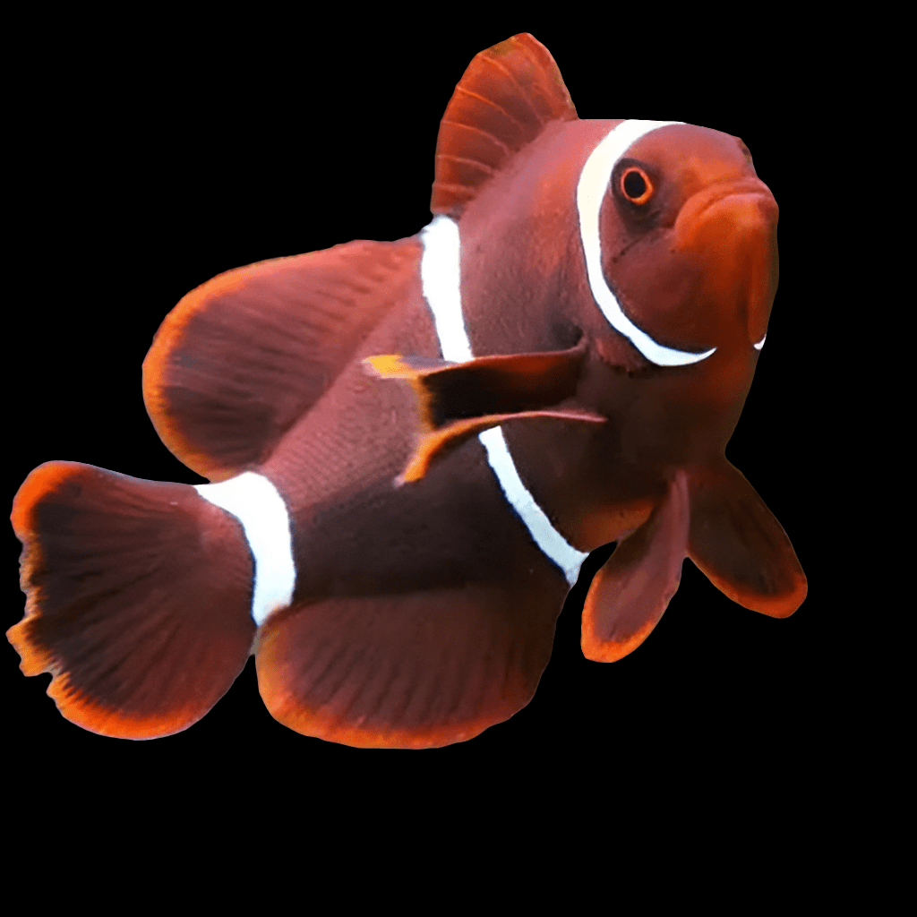 With its deep reddish-orange hues and distinctive white stripes, the ORA Maroon Clownfish (Premnas Biaculeatus) gracefully swims against a black background. Its fins are spread wide, highlighting its striking colors and patterns. Despite being semi-aggressive, this reef-compatible species can grow to a maximum size of 6 inches.