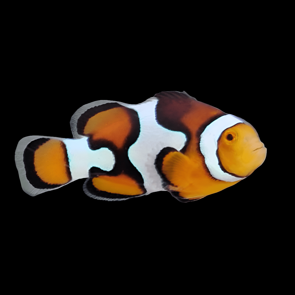 An ORA Picasso Clownfish, characterized by its striking orange, white, and black patterns, swims against a solid black background.