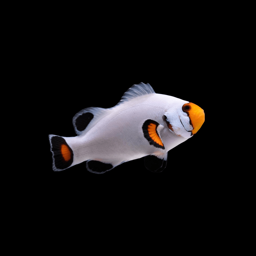 An ORA Platinum Percula Clownfish, known for its vibrant black, white, and orange markings, swims against a solid black background.