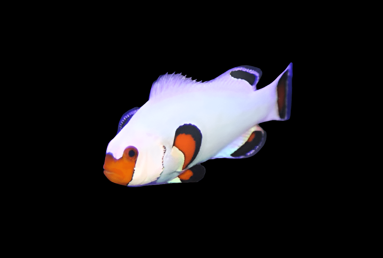 The ORA Wyoming White Clownfish - Amphiprion ocellaris, featuring a vivid white body, an orange face, and distinct black markings, gracefully swims against a dark backdrop, highlighting its semi-aggressive nature that makes it ideal for reef-compatible aquariums.