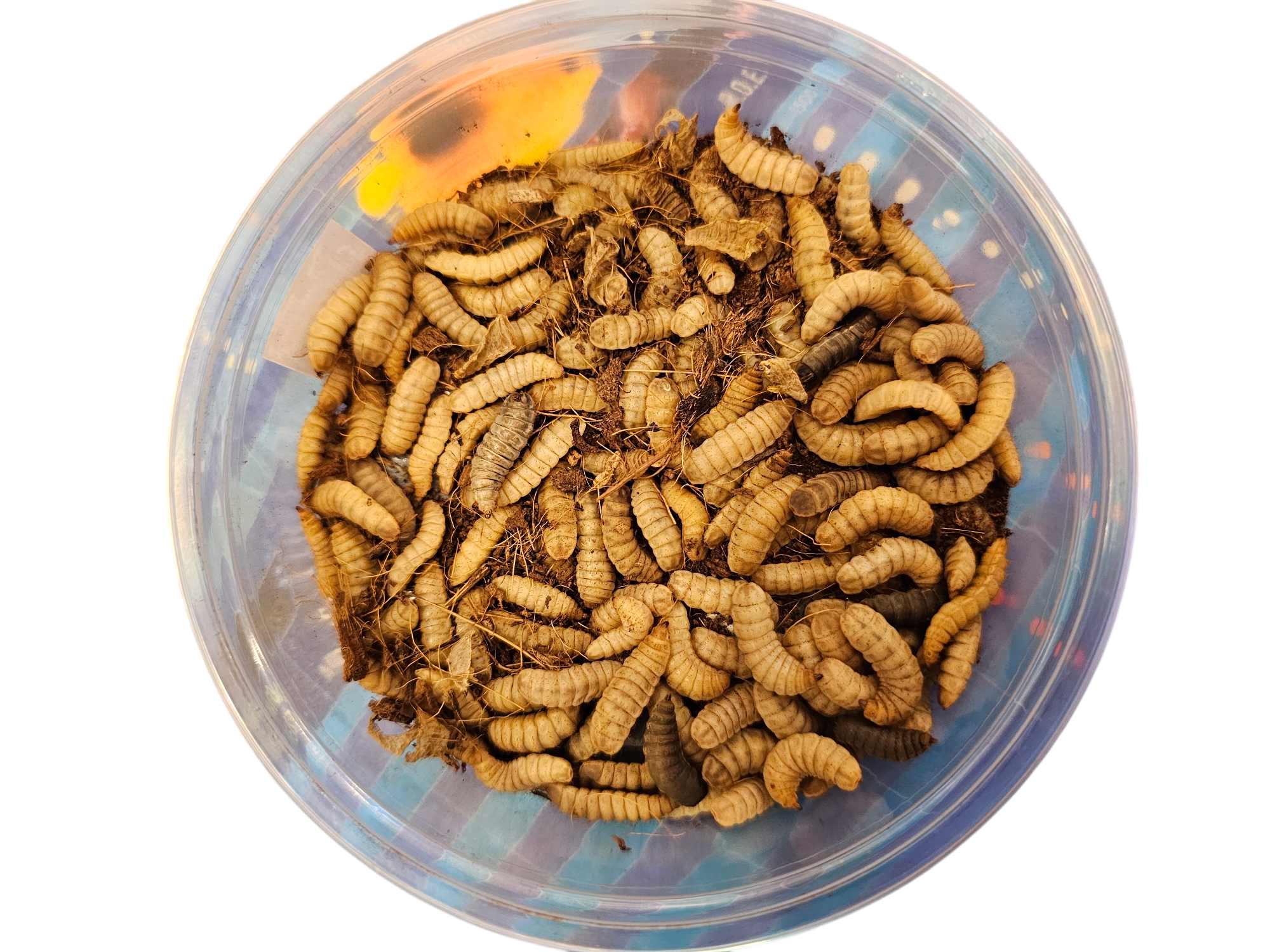 A transparent container from Obsidian Fly Co. - Black Soldier Flies - Live, showcases numerous brown larvae on a substrate, with a colorful pattern visible through the base.