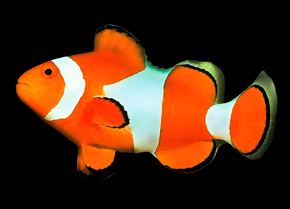 The Ocellaris Clown - Amphiprion 0cellaris, with its vibrant orange body and distinct white bands, swims against a black background, showcasing vivid details and contrasting colors.