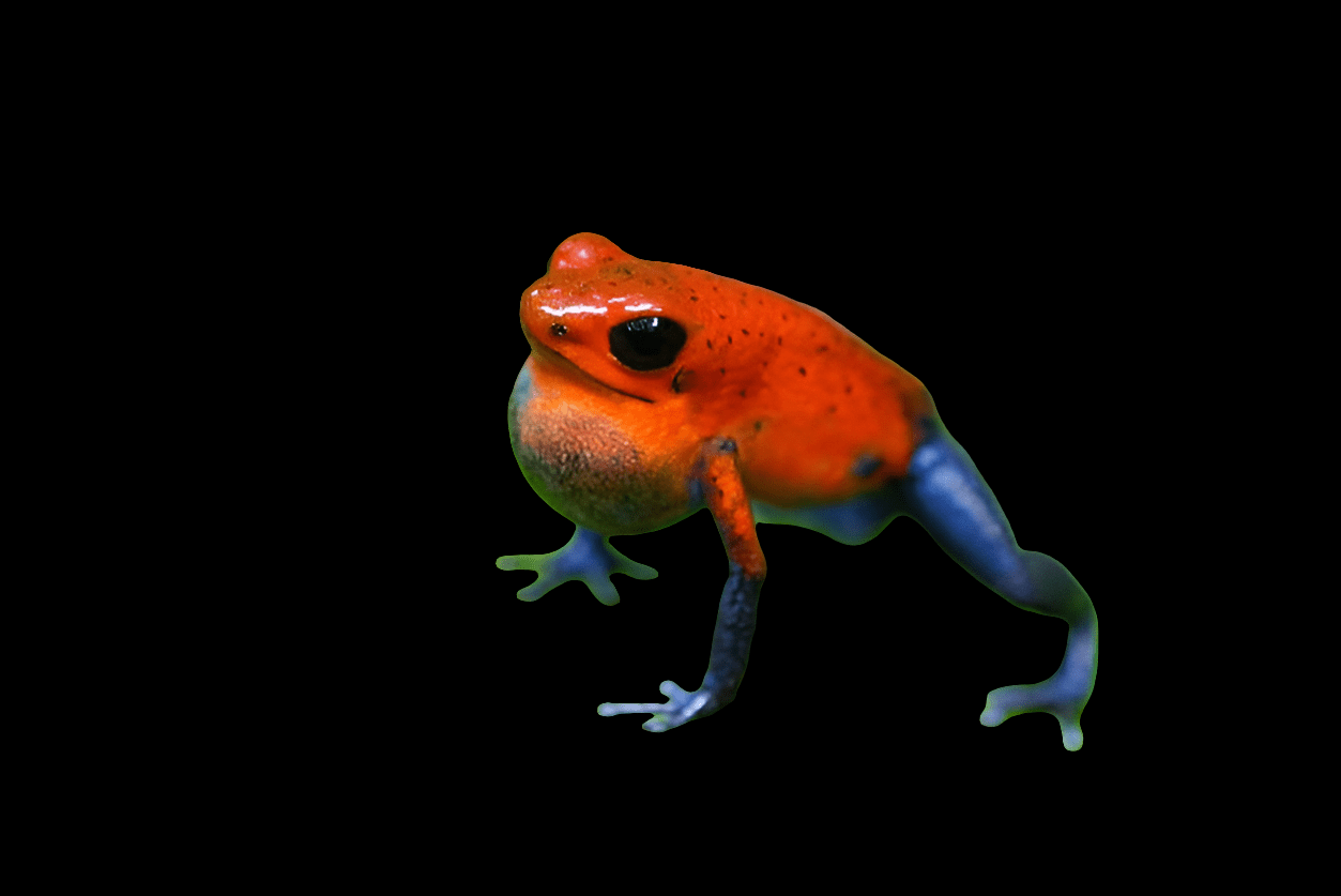 Set against a black backdrop, the Oophaga Pumilio - Dart Frog, also known as the Strawberry Blue Jeans morph, showcases its vibrant red head and upper body that smoothly transitions into dark blue legs. Its glistening smooth skin highlights its remarkable and distinctive colors.