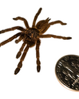 An Orange Baboon Tarantula - Pterinochilus murinus, with its distinctive hairy legs, is shown on a white background next to a coin for scale, showcasing its size.