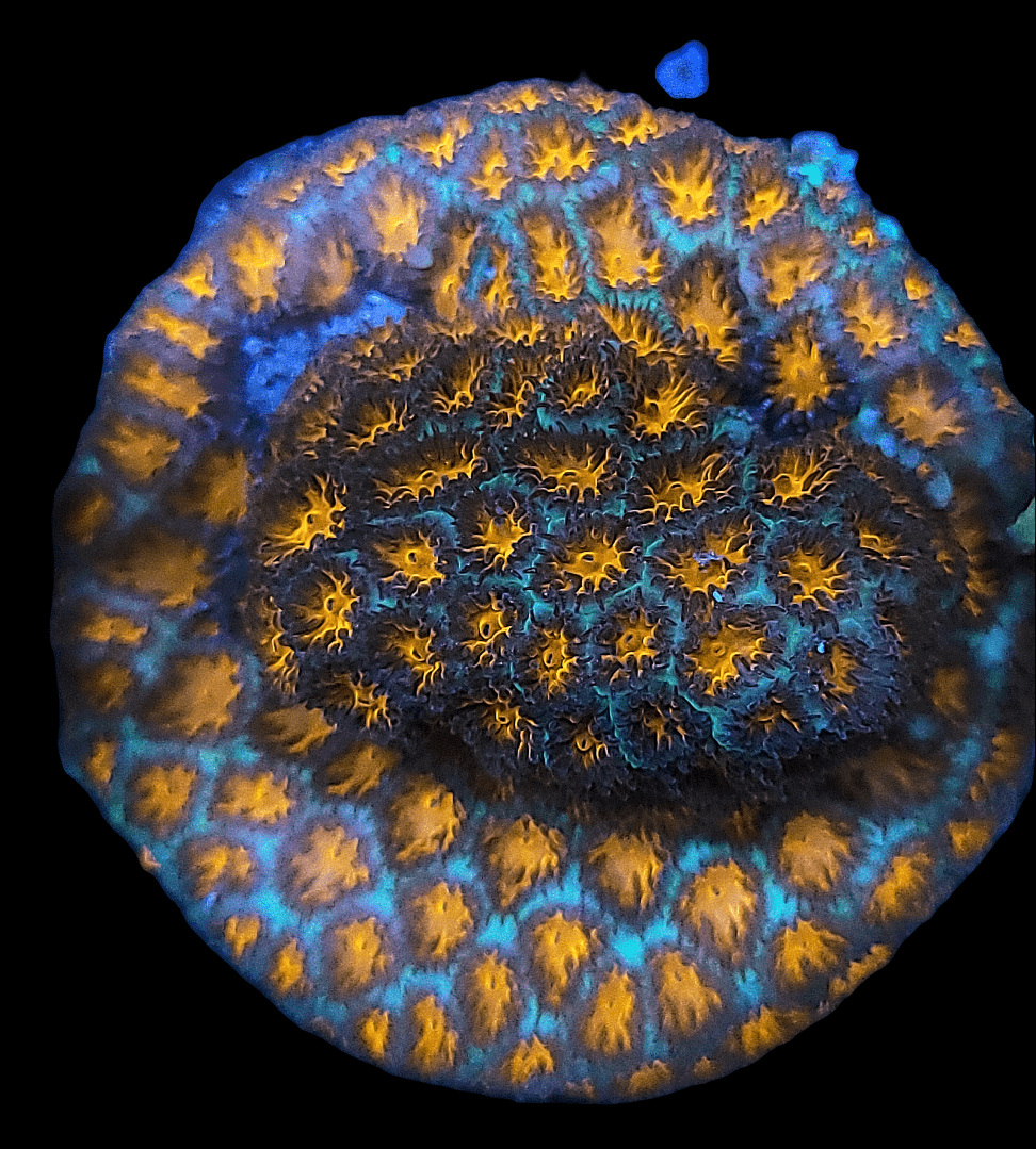 Close-up image of the Orange Fuzzy Leptastrea, showcasing its vivid blue, yellow, and orange patterns in a swirling, textured design. The intricate details and bright colors of this coral stand out against a dark background.