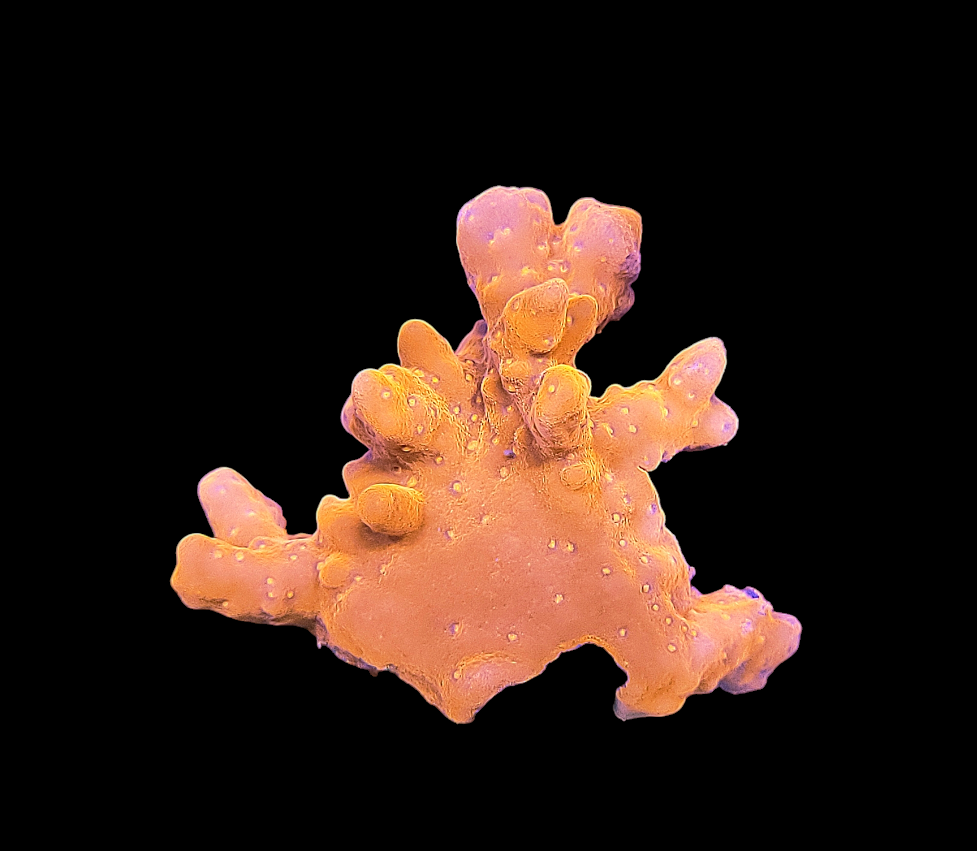 A vibrant Orange Montipora Setosa coral fragment, with an irregular finger-like tubular shape, is displayed against a black background.