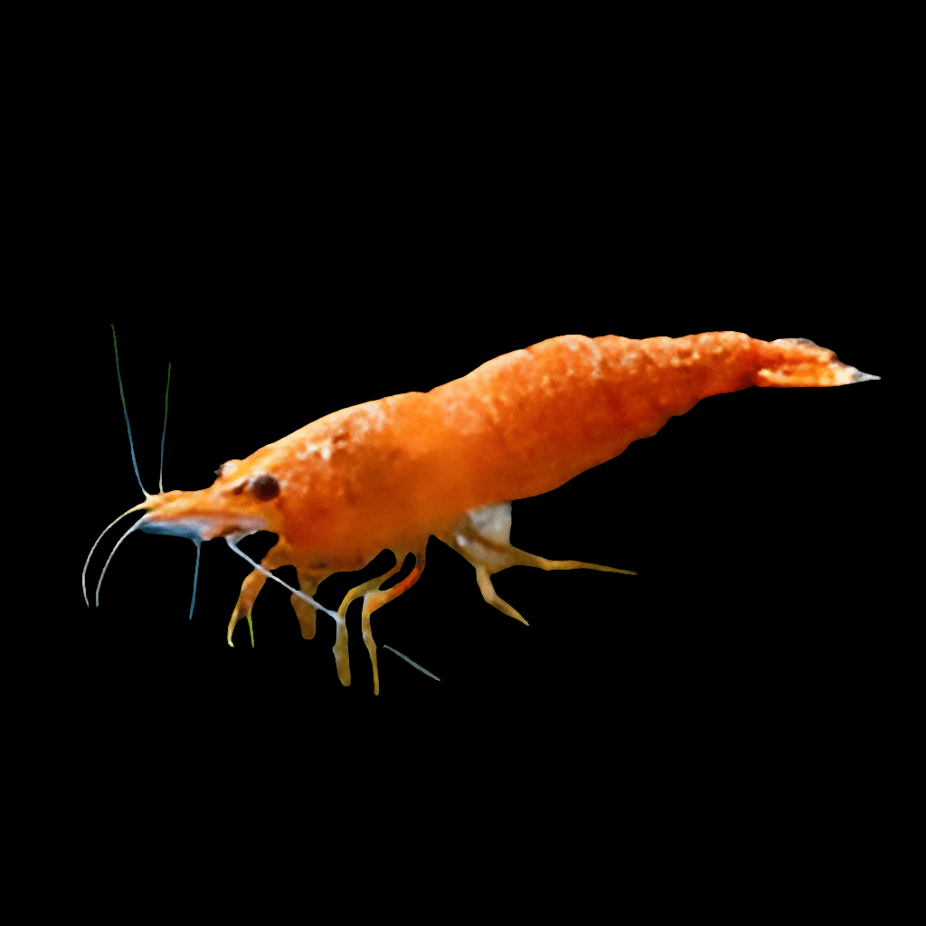 An Orange Pumpkin Shrimp (Neocaridina davidi) with long antennae is centered against a black background. Its intricate texture and visible legs provide a lifelike appearance, making it ideal for any aquarium hobby enthusiast.