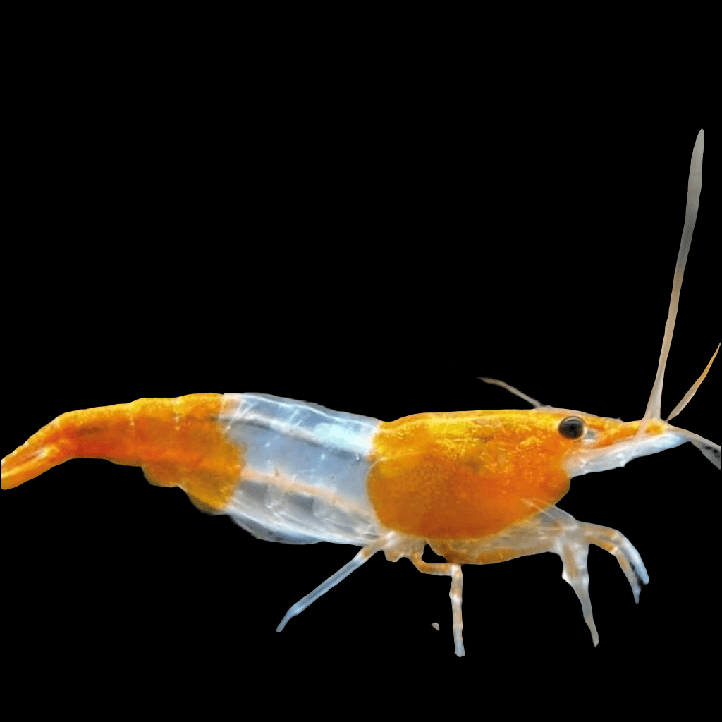 An Orange Rili Shrimp - Neocaridina davidi, featuring a compact size and vibrant orange and white striped body set against a black backdrop. Its long antennae and detailed legs are clearly visible, underscoring its intricate features.