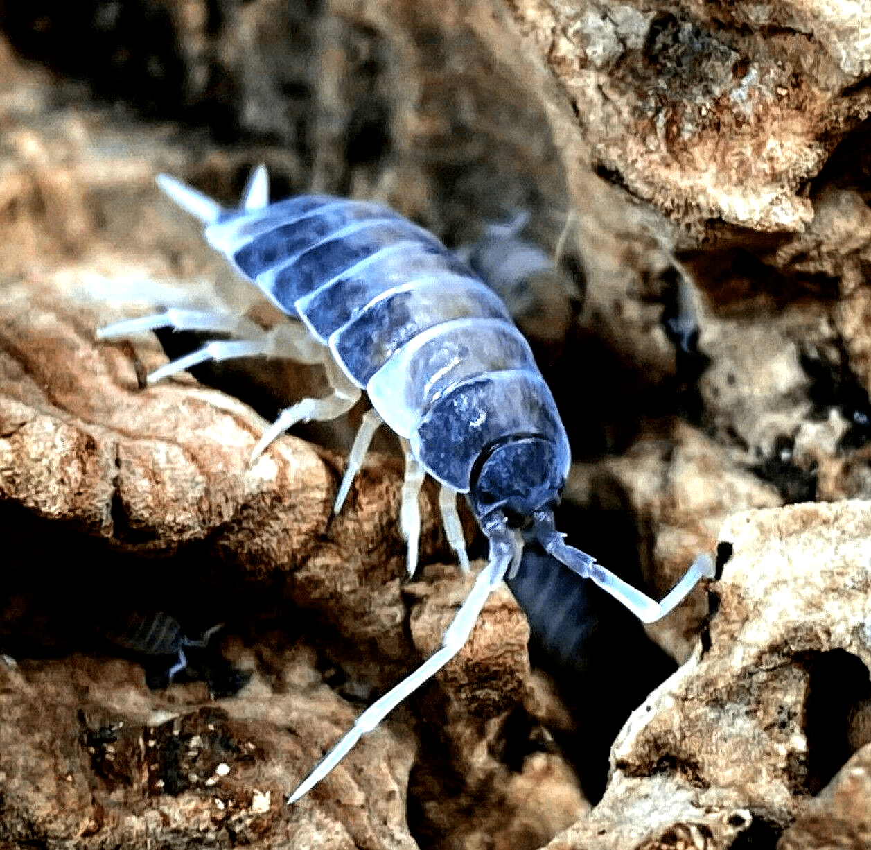 A close-up of an Oreo Crumble Isopod - Porcellio Pruinosus from a mini colony appears crawling on a textured piece of bark. The isopod's segmented body and multiple legs are visible, while the rough surface of the bark contrasts with its smoother appearance.