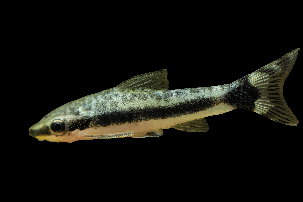 The Otocinclus Catfish - Otocinclus Arnoldi is a small fish with a slender body, characterized by a prominent horizontal black stripe along its side, complemented by a speckled pattern above the stripe and a clear belly below, set against a plain black background.