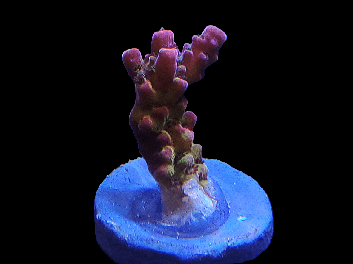 A close-up image of the PC Rainbow Acropora on a blue base, showcasing its branched structure with a gradient of pink to dark red hues against a black background.