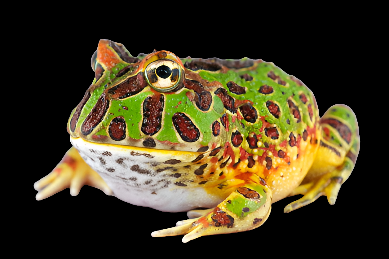 A PacMan Frog - Normal Base Morph (Ceratophrys sp.), featuring vibrant green and reddish-brown splotches on its back and a pale yellow underbelly, sits against a solid black background.