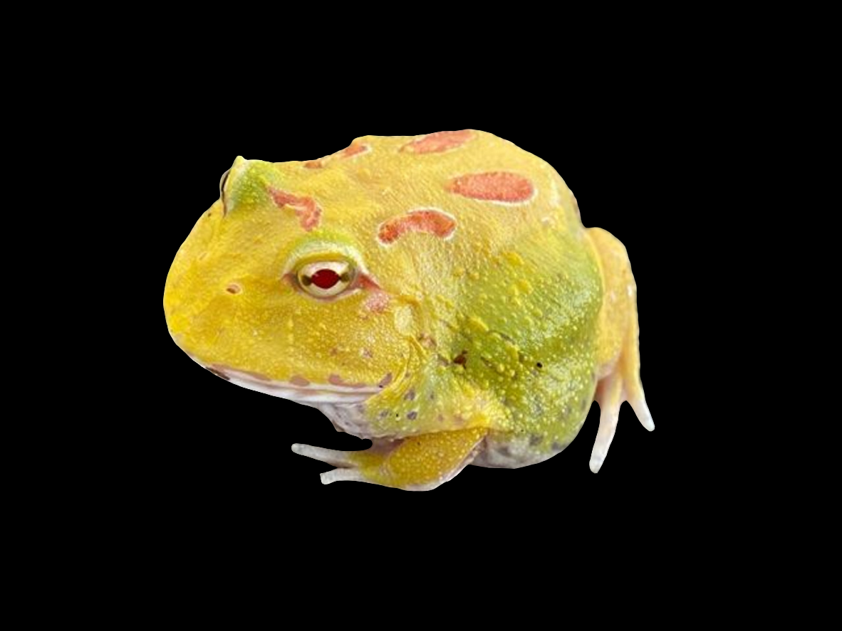 The Pacman Frog - Lemon Drop Pikachu (Ceratophrys cranwelli) features a vibrant yellow and green mottled body with striking red markings. Its distinct round shape and small limbs stand out against a black background, making it an eye-catching creature.