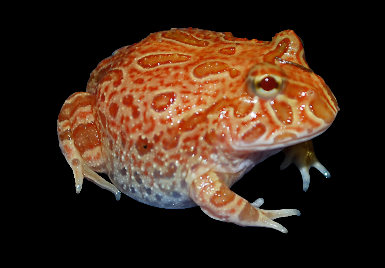 A vibrant Strawberry Pacman Frog (Ceratophrys cranwelli) in bright orange and red with speckled skin sits against a black background, showcasing its prominent eyes, rounded body, and short limbs.