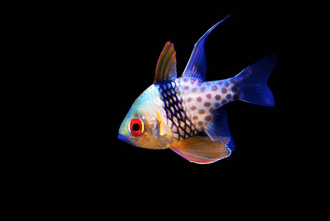 A vibrant Pajama Cardinalfish (Sphaeramia Nematoptera), showcasing red eyes, a yellow and blue body, along with distinctive black and red fins, swims elegantly against a plain black background—a stunning addition to any saltwater aquarium.