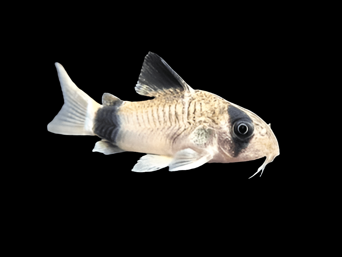 A Panda Cory Catfish, known as Hoplisoma Panda, swims against a black background, showcasing its light beige body with dark patches on its head and near its tail, accompanied by translucent fins.