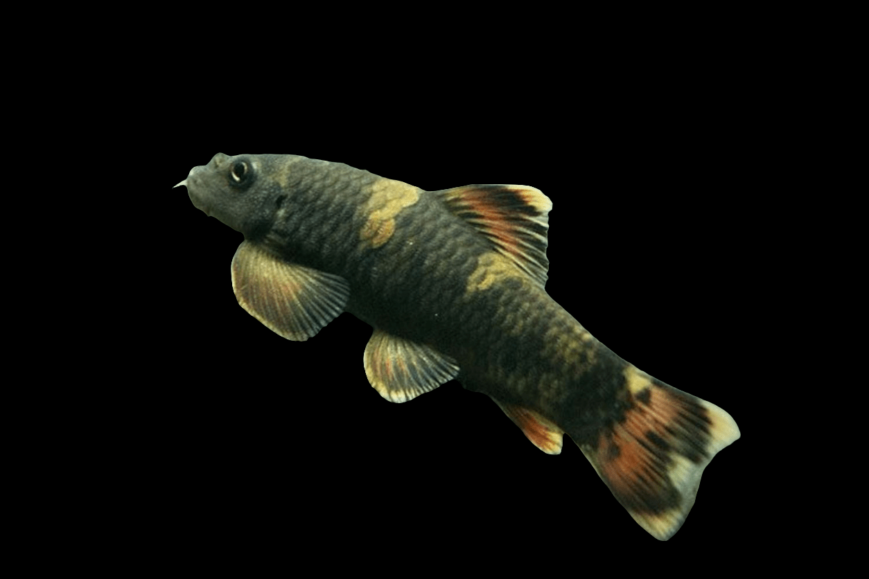 A close-up of a Panda Garra - Garra Flavatra, a small fish with patterned scales, displaying a muted green and brown body along with fins that have hints of orange and gold, set against a black background.